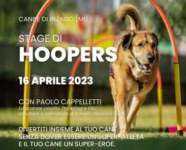 stage di hoopers in canile