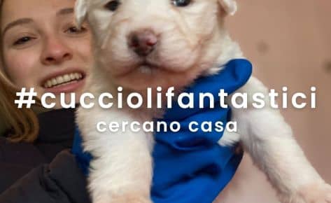 CUCCIOLI – ADOTTATI