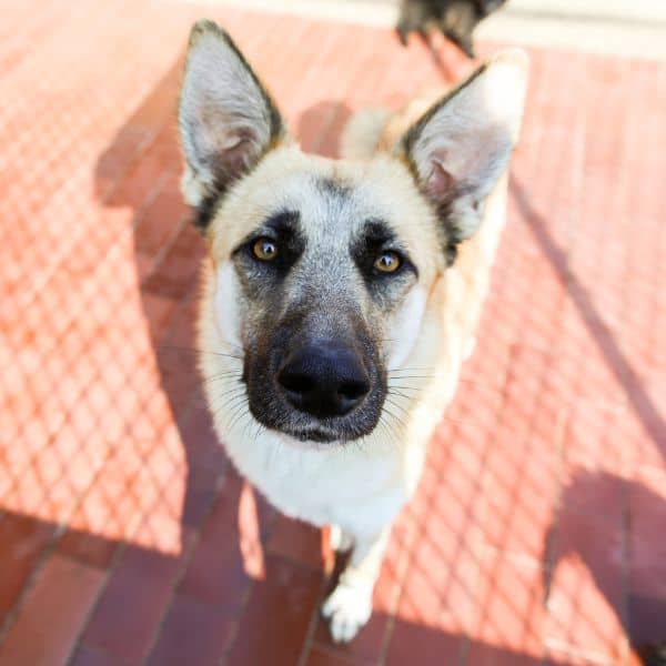 Cane Pastore Femmina in cerca di adozione milano